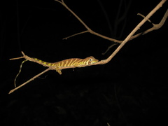 Anolis transversalis