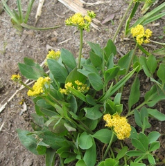 Tauschia stricklandii