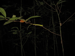 Anolis transversalis