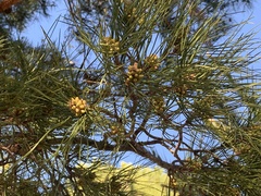 Pinus halepensis