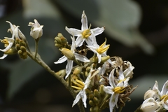 Solanum asperolanatum