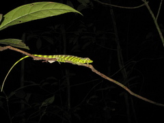 Anolis transversalis