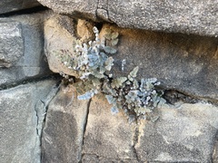 Myriopteris parryi image