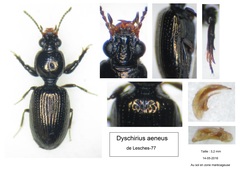 Dyschirius aeneus