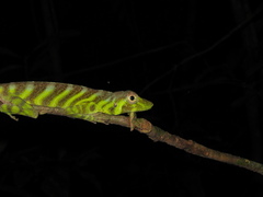 Anolis transversalis