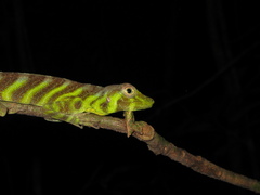 Anolis transversalis