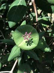 Lonicera sempervirens
