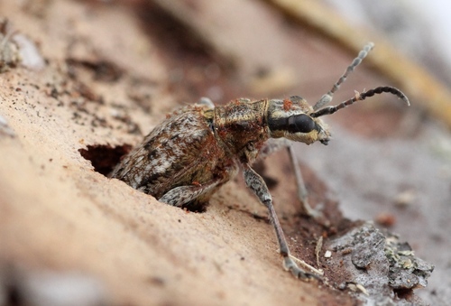 Ribbed Pine Borer