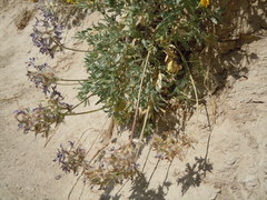Oxytropis besseyi