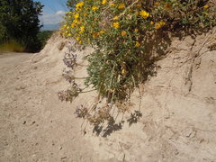 Oxytropis besseyi