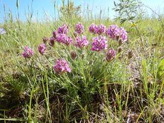 Oxytropis besseyi