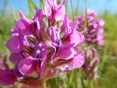 Oxytropis besseyi