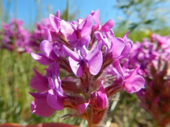 Oxytropis besseyi