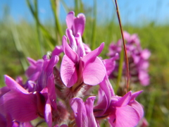 Oxytropis besseyi