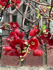 Chaenomeles × superba