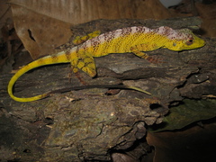 Anolis transversalis
