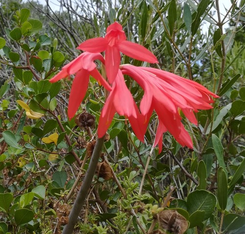 Cyrtanthus fergusoniae