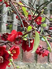 Chaenomeles × superba