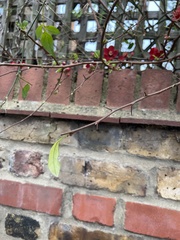 Chaenomeles × superba