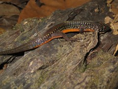 Arthrosaura reticulata