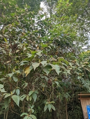 Solanum asperolanatum