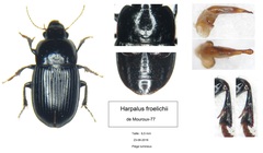 Harpalus froelichii