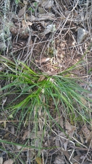 Carex globosa
