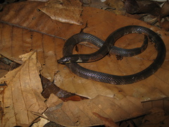 Atractus poeppigi