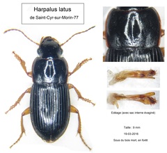Harpalus latus