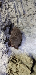 Myotis bombinus