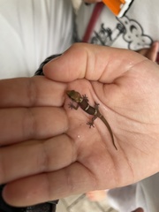 Pachydactylus purcelli