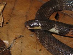 Atractus poeppigi