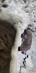 Myotis bombinus