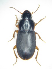 Harpalus luteicornis