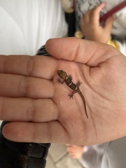 Pachydactylus purcelli