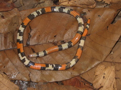 Atractus poeppigi