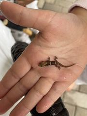 Pachydactylus purcelli
