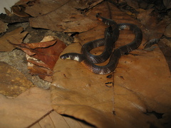 Atractus poeppigi