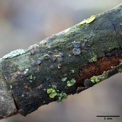 Plagiostoma populinum
