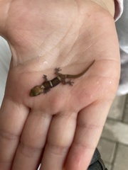 Pachydactylus purcelli