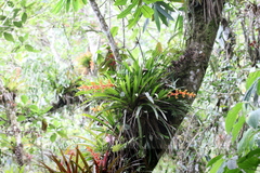 Guzmania multiflora