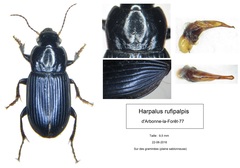 Harpalus rufipalpis