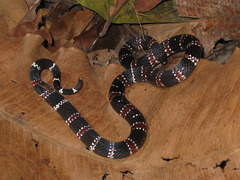 Atractus latifrons