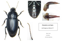 Harpalus serripes