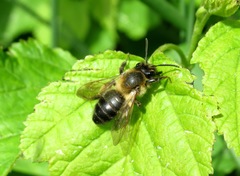 Andrena scotica