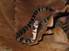 Atractus latifrons