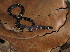 Atractus latifrons