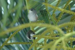 Zosterops borbonicus