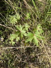 Delphinium cardinale