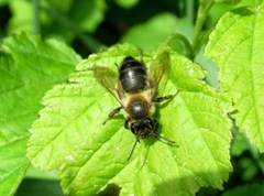 Andrena scotica